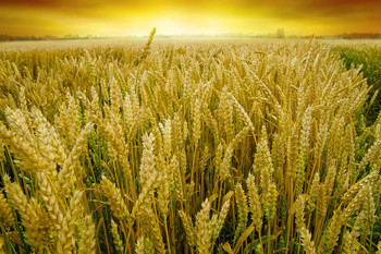 Пшеничное поле в закат / Пшеничное поле Литвы перед сбором урожая зерна