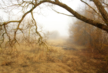 Дерево в тумане / Леса и парки при наступающей осени