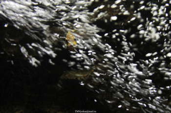 Пузыри! / Рыбка в океанариуме