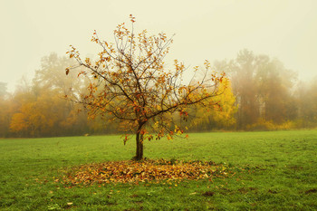 Дерево осенью / Образ леса и парка Литвы наступает осенью