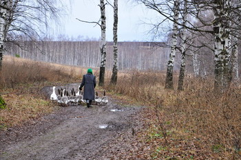 Поздняя осень. / Женщина провожает гусей с пруда в деревню.