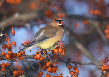 Cedar waxwing / Американский свиристель.
Американский свиристель, или кедровый свиристель (лат. Bombycilla cedrorum) — певчая птица рода свиристелей отряда воробьинообразных. Обитает в открытых лесных районах Канады и севера США. Ареал зимовки обширен и распространяется до самого юга Центральной Америки.
Вполне возможно , что некорые из зрителей знакомы с этой птицой и возразят, что только вчера видели такую же в Воронеже (!)
В действительности практичеcки индентичная птица Bohemian Waxwings- Свиристель. Кому интерестно могут сделать визуальное сравнение.
Ну а кому лень скажу , что разница в пеьевом окрасе на концах крыльев и Свиристель чуть длиннее полтора -два сантиметра, и что удивительно -эта, вроде незначительная разница в размере увеличивает вес Свиристеля в ДВА раза (!?)