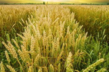 Поле в закат / Пшеничное поле до сбора урожая зерна