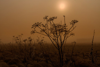 Стаги в тумане / field image when it's autumn