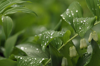 После дождя / ***