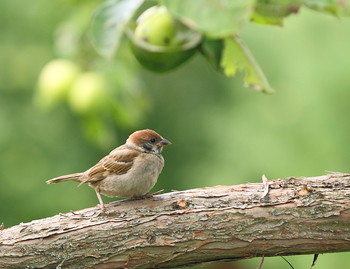 Маленький страж яблоневого сада / ***