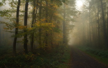 Вспоминая осень. / Осеннее утро в лесу . Зарисовка.