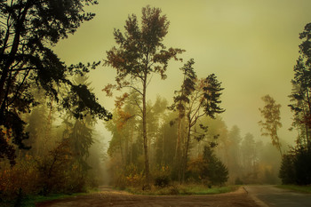 Туман в осенних лесав / Туман в осенних лесав