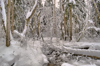 Зимний Лес / Подмосковный лес