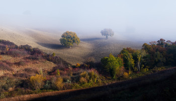 Деревья в поле утром у San Giuseppe в ноябре 2017 / Деревья в поле утром у San Giuseppe в ноябре 2017