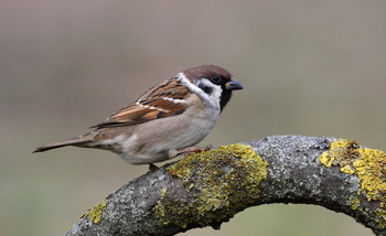 Просто воробей. / Полевой воробей.
