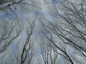 Зимняя зарисовка / Декабрьский зимний день. Небо и вершины деревьев.