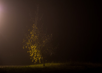 Дерево в тумане / ***