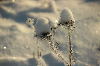 Цветы на снегу / Солнечный день и всё кругом искрится и сверкает.. Зима прекрасна.