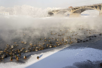 Мороз и утки / Река Енисей, которая в черте города Красноярска не замерзает зимой, стала местом обитания большого количества диких уток.