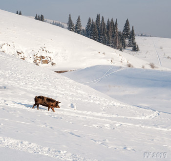PF-2019 / С наступающим Новым годом!
Занятного хобби, любимого дела,
Чтоб вскользь неприятность крылом не задела,
Чтоб в сердце весна и душа нараспашку,
Чтоб цели разить без единой промашки!