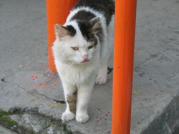 Оранжевые трубы / и кошка бездомная.