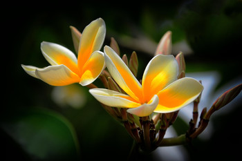 Plumeria / Плумерия.