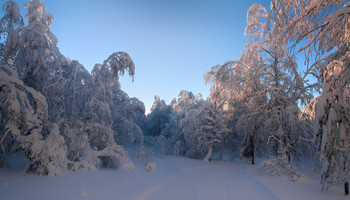 Сказочный лес / Зимний вечер