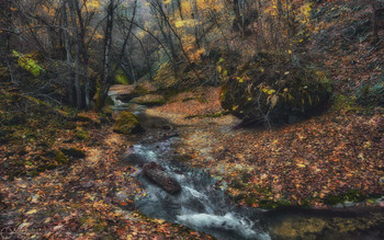 Осенняя прогулка... / Адыгея, ручей Мишоко.