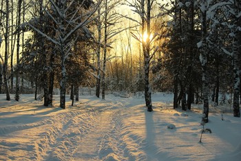 Зимняя дорожка / Последние дни декабря. Короток зимний день. Солнце уже низко над горизонтом. Мне этот день очень понравился, был лёгкий морозец.