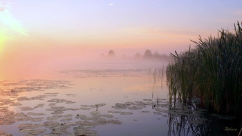 Летнее утро. / Озеро Сосновое, юго-восток Московской области.