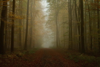 Погода в ноябре / Лесной пейзаж в ноябре . Зарисовка .