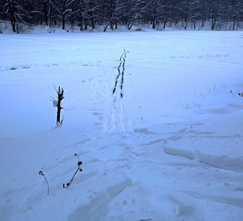 Вот такой он январь / Январская лыжня по озеру
