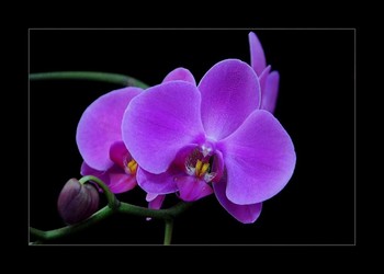 Орхидеи / цветы