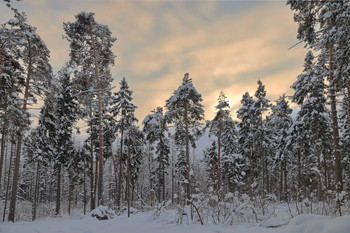зимний лес / зимний лес