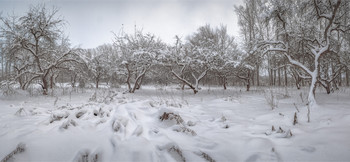 Зимний сад / Старые яблони