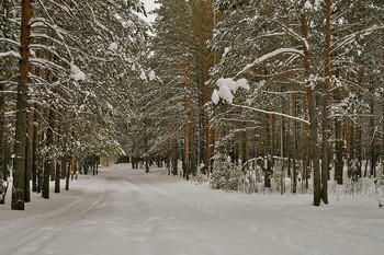 Зимний лес / Лыжня в сосновом лесу.