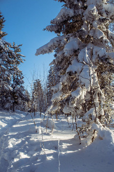 Зимняя сказка / В заснеженном лесу