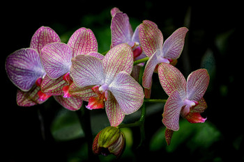 Орхидеи / цветы