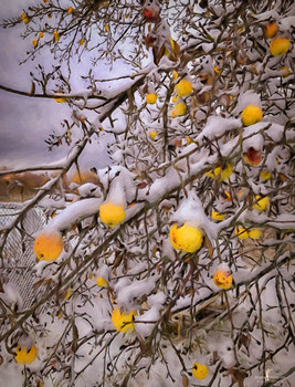 Антоновка / Яблоки на снегу