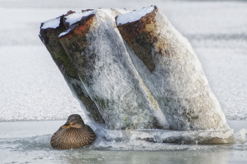 Теплое местечко / Дикая утка сидит в углублении на льду замерзшей реки. Укрытие из железных труб защищает ее от хищников.
