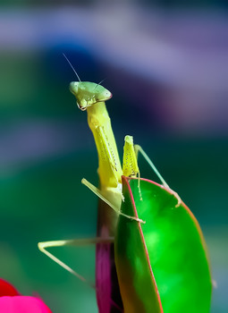 В присадках Photoshop / Ну это ...