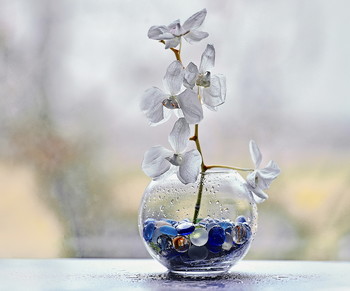 Увядание белой орхидеи. / Срезанная орхидея поникшая, но все еще живая...&quot; Покорно вянет в стылом хрустале, о собственном бессмертии не зная...&quot;