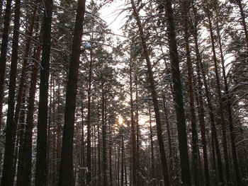 Солнечный проблеск / в декабрьском лесу.