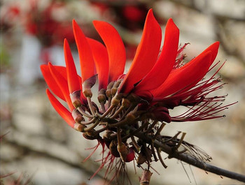 Цветок Эретрины / Коралловое дерево-Эритрины — деревья, достигающие 30 м в высоту. В роде около 130 видов, произрастающих в тропических и субтропических регионах по всему миру. Родовое название указывает на красный цвет цветков некоторых видов (греч. ερυθρóς — красный). Не у всех видов эритрин красные цветы. У эритрины гавайской они могут быть оранжевого, жёлтого, зелёного, лососевого и белого цвета. Семена представляют собой бобы, собранные в стручки, содержащие один или несколько семян. Из-за того, что семена могут переносится морем на большие расстояния, их ещё называют «морскими бобами».