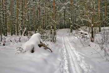 Зимний лес / Лыжня в лесу