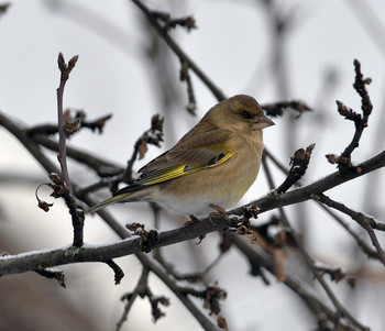 Зеленушка / Обитает в Европе, Северо-Западной Африке, Малой и Средней Азии, на севере Ирана. Населяют разреженные леса, опушки, рощи с перелесками, сады и парки. В северных частях ареала перелётна, на юге оседла. Весной возвращаются с юга довольно рано, в первой половине марта на юге, в начале апреля на севере ареала, и вскоре распадаются на пары. В это время можно наблюдать токовые полёты самцов. Питаются как растительными, так и животными кормами. Летом они кормятся в основном насекомыми — жуками, муравьями и т. п., во вторую половину лета и осенью — ягодами, почками и семенами травянистых растений.