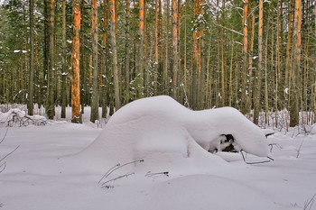 СНЕЖНЫЕ ЗАНОСЫ В ЛЕСУ / снежные зарисовки в лесу.