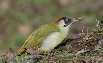 За обедом. / Зелёный дятел