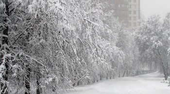 Снегопад / Все деревья укутаны снегом