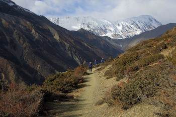 Гималайскими тропами / Непал, Гималаи. Тиличо-пик