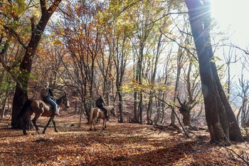 В осеннем лесу / Прогулка на лошадях по буковому лесу на г.Демерджи
