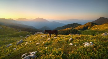 Пейзаж с лошадкой / Где-то в горах