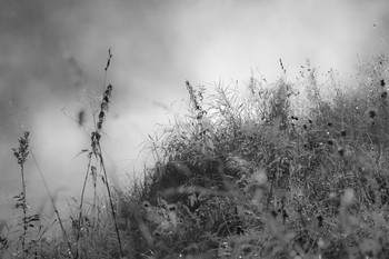 Черным по белому / Травы на фоне тумана