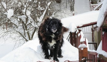 Зимний увалень. / ***